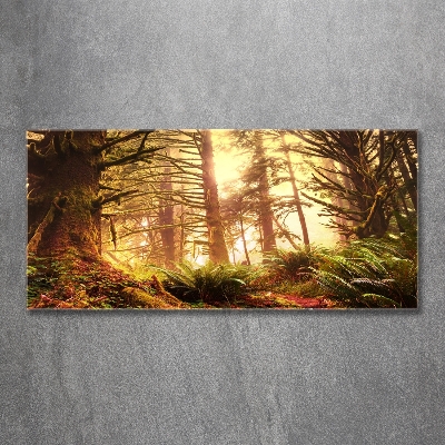 Foto schilderij op glas regenwoud