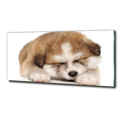 Foto schilderij op glas Akita-puppy