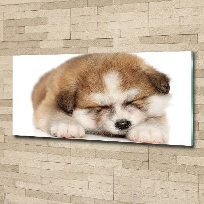 Foto schilderij op glas Akita-puppy