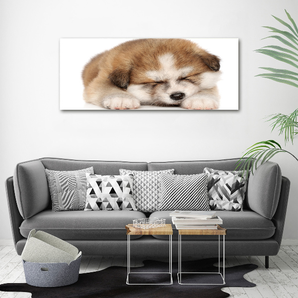 Foto schilderij op glas Akita-puppy