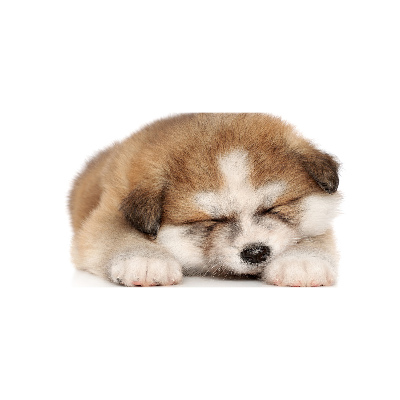 Foto schilderij op glas Akita-puppy