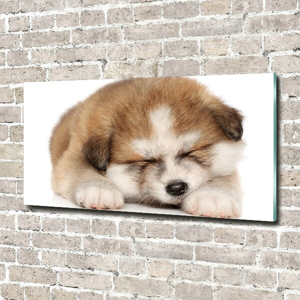 Foto schilderij op glas Akita-puppy