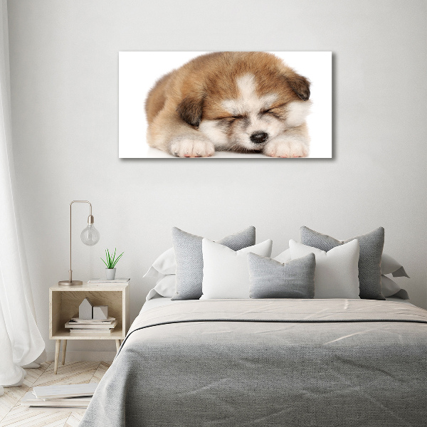 Foto schilderij op glas Akita-puppy