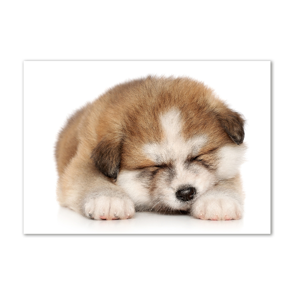 Foto schilderij op glas Akita-puppy