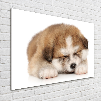 Foto schilderij op glas Akita-puppy