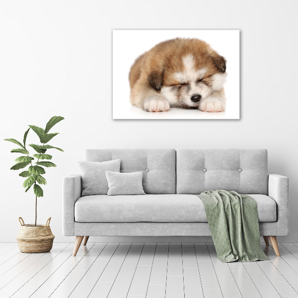 Foto schilderij op glas Akita-puppy