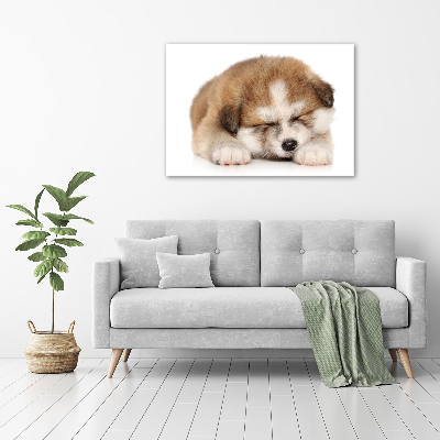 Foto schilderij op glas Akita-puppy