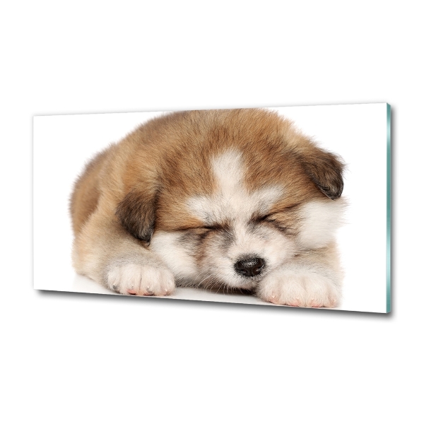 Foto schilderij op glas Akita-puppy