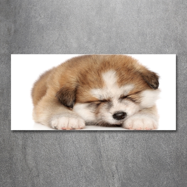 Foto schilderij op glas Akita-puppy