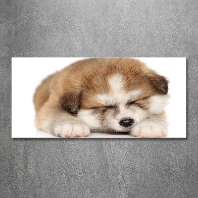 Foto schilderij op glas Akita-puppy