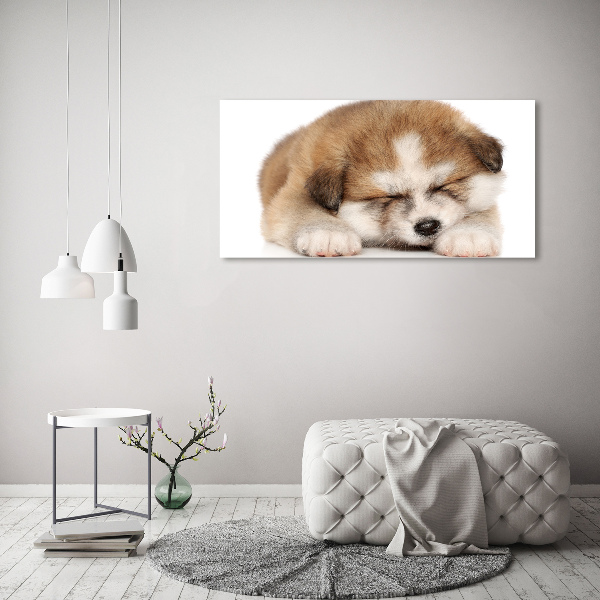 Foto schilderij op glas Akita-puppy