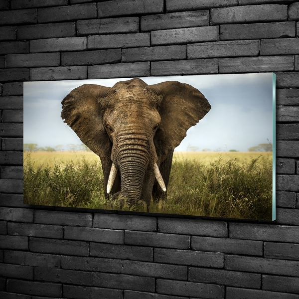 Foto-obraz szklany Słoń na sawannie