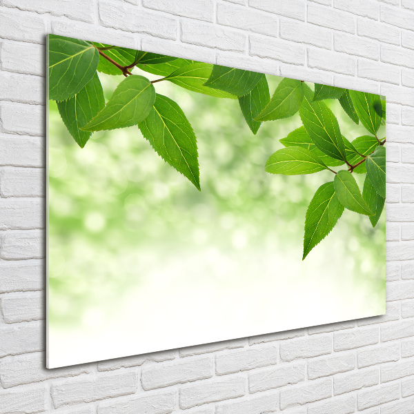 Foto schilderij op glas Groene bladeren