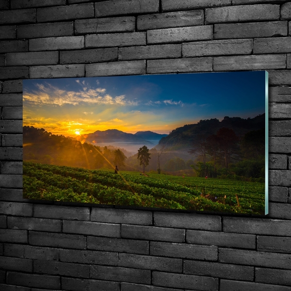Foto schilderij op glas theeplantage