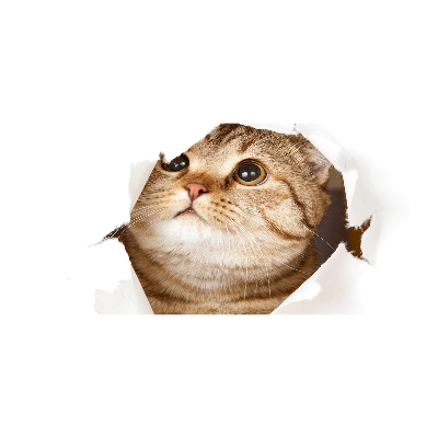 Glazen schilderij Kat