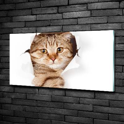 Foto-obraz zdjęcie szkło hartowane Kot