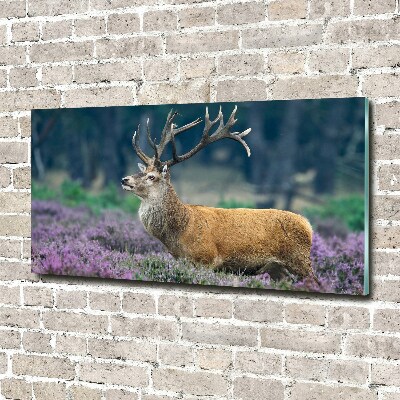 Schilderij op glas Hert tussen de lavendel