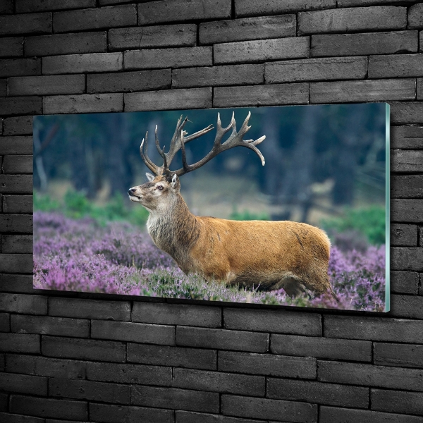 Schilderij op glas Hert tussen de lavendel