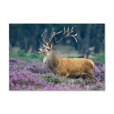 Schilderij op glas Hert tussen de lavendel