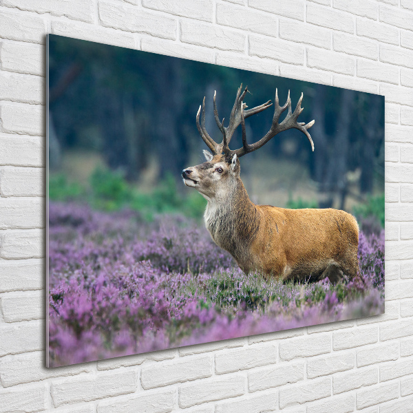 Schilderij op glas Hert tussen de lavendel