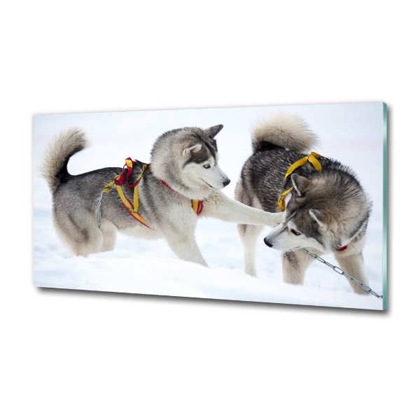 Foto schilderij op glas Huskies in de winter