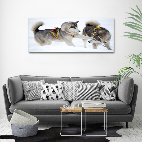 Foto schilderij op glas Huskies in de winter