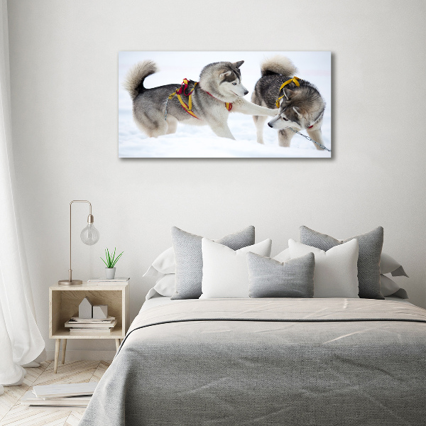 Foto schilderij op glas Huskies in de winter