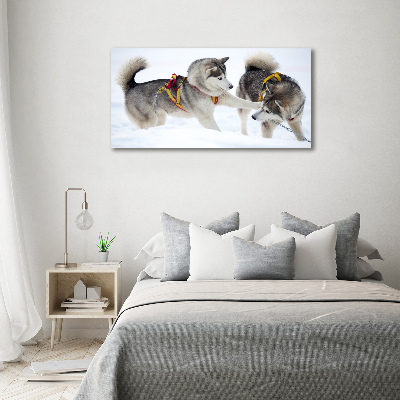 Foto schilderij op glas Huskies in de winter