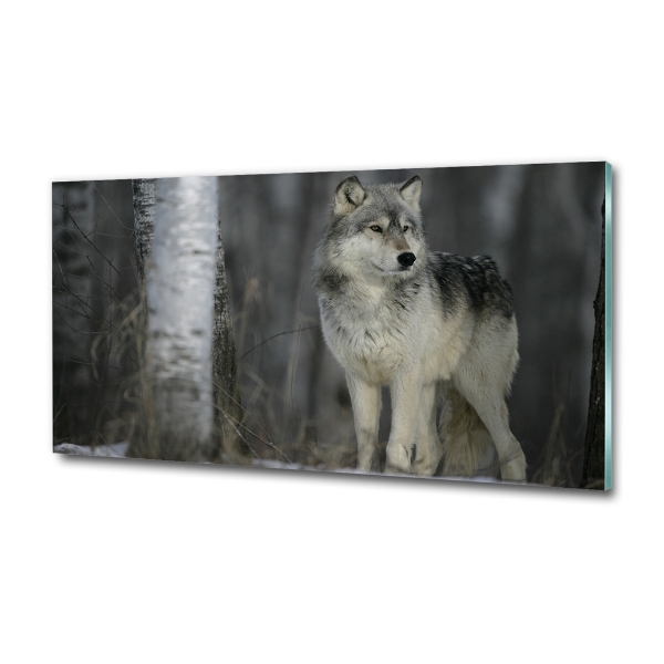 Foto schilderij op glas Grijze wolf