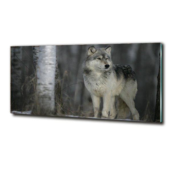 Foto schilderij op glas Grijze wolf