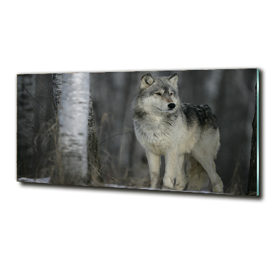 Foto schilderij op glas Grijze wolf