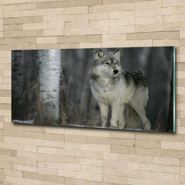 Foto schilderij op glas Grijze wolf