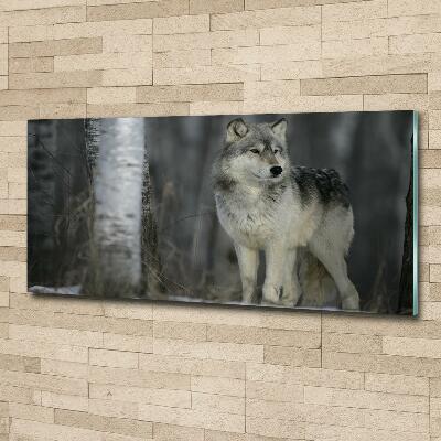 Foto schilderij op glas Grijze wolf
