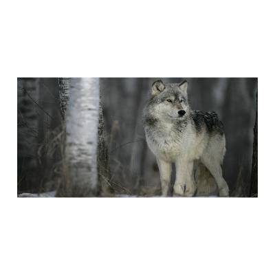 Foto schilderij op glas Grijze wolf