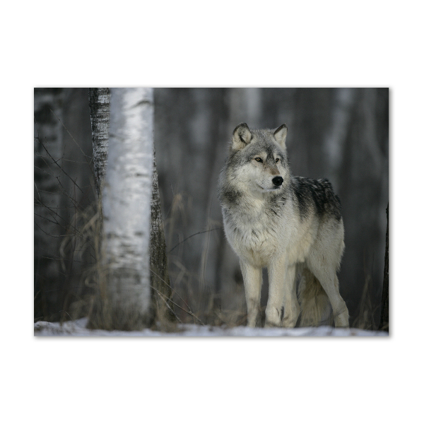Foto schilderij op glas Grijze wolf