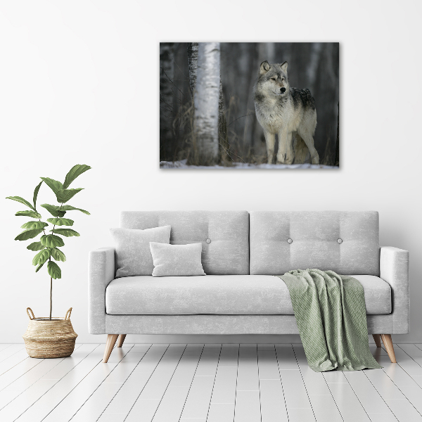 Foto schilderij op glas Grijze wolf