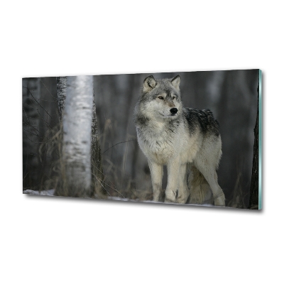 Foto schilderij op glas Grijze wolf