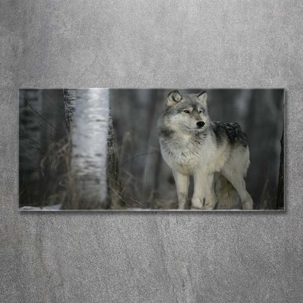 Foto schilderij op glas Grijze wolf