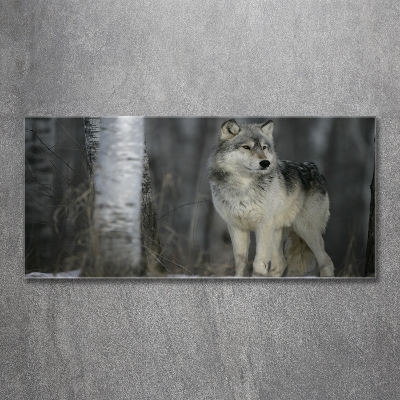 Foto schilderij op glas Grijze wolf