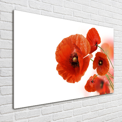 Foto schilderij op glas Klaprozen