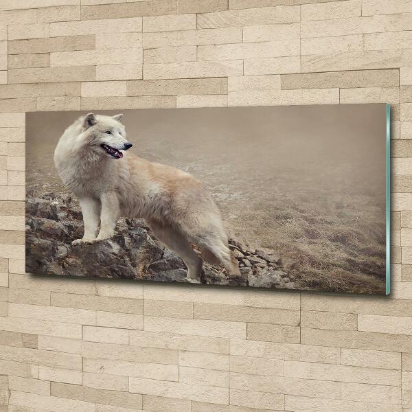 Foto-obraz szklany Biały wilk na skale