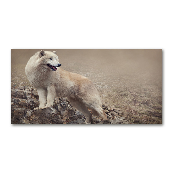 Foto schilderij op glas Witte wolf op een rots