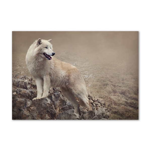 Foto schilderij op glas Witte wolf op een rots