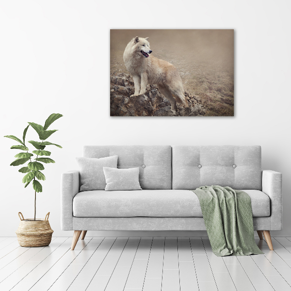 Foto schilderij op glas Witte wolf op een rots