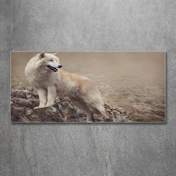 Foto schilderij op glas Witte wolf op een rots
