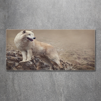 Foto schilderij op glas Witte wolf op een rots