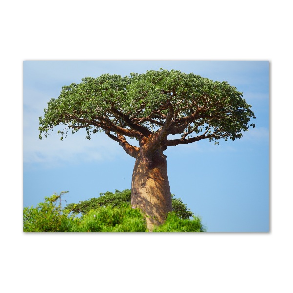 Foto obraz zdjęcie szkło hartowane Baobab