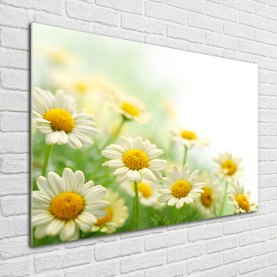 Foto schilderij op glas Madeliefjes