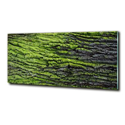 Schilderij op glas Boomschors