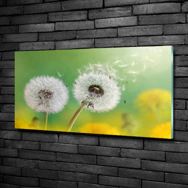 Schilderij op glas Paardenbloemen